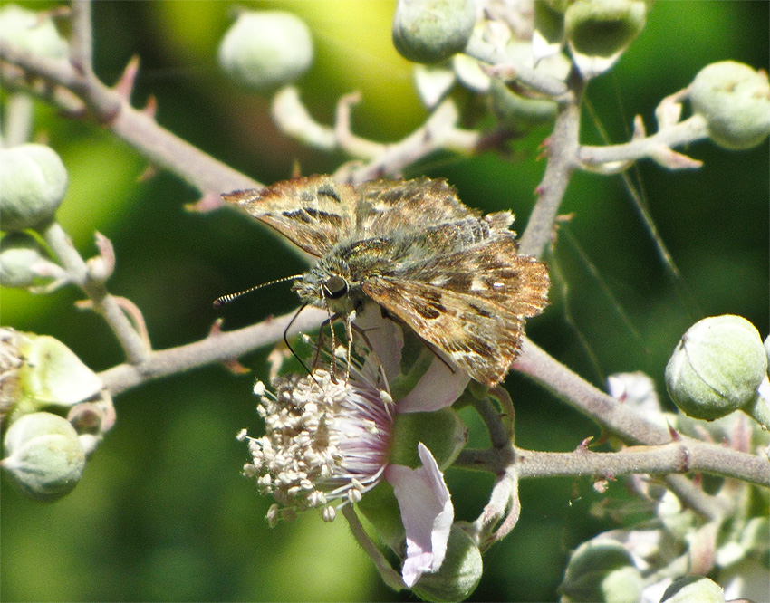 Identificazione : Carcharodus sp.